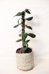 Scindapsus pictus var. argyraeus "Jade Satin"